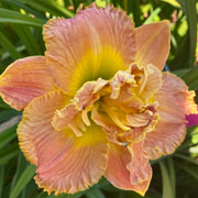 Tropical Ruffled Feathers Daylily